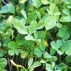 Fenugreek Seeds -Garden Fresh Shop fenugreek