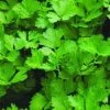 Italian Flat Leaf Parsley Seeds -Garden Fresh Shop flat leaf parsley