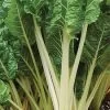Silverbeet Fordhook Giant Seeds -Garden Fresh Shop fordhook2