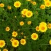 Golden Marguerite Seeds 1 Golden Marguerite Seeds -Garden Fresh Shop goldenmarg scaled 1