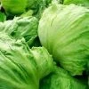 Lettuce Iceberg Seeds -Garden Fresh Shop iceberg lettuce