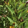 Pigeon Pea Cajanus Cajan Seeds 1 Pigeon Pea Cajanus Cajan Seeds -Garden Fresh Shop image0
