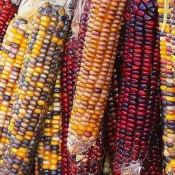 Corn – Painted Mountain Seeds -Garden Fresh Shop indian corn cathy lindsey