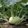 Kohlrabi Seeds -Garden Fresh Shop kholrabi2