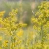 Ladies Bedstraw Seeds -Garden Fresh Shop ladiesbedstraw
