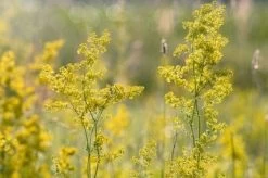 Ladies Bedstraw Seeds