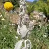 Lambs Ear Stachys Byzantina Seeds -Garden Fresh Shop lambs ear