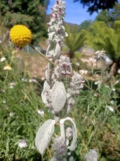 Lambs Ear Stachys Byzantina Seeds