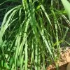 2 X Lemon Grass Plants -Garden Fresh Shop lemon grass full plant 1 scaled 1