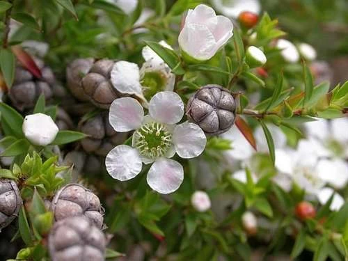 Leptospermum Continentale – Prickly Tea-tree Seeds 8 Leptospermum Continentale – Prickly Tea-tree Seeds - Image 6