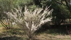 Leptospermum Continentale – Prickly Tea-tree Seeds 13 Leptospermum Continentale – Prickly Tea-tree Seeds -Garden Fresh Shop leptospermum continentale