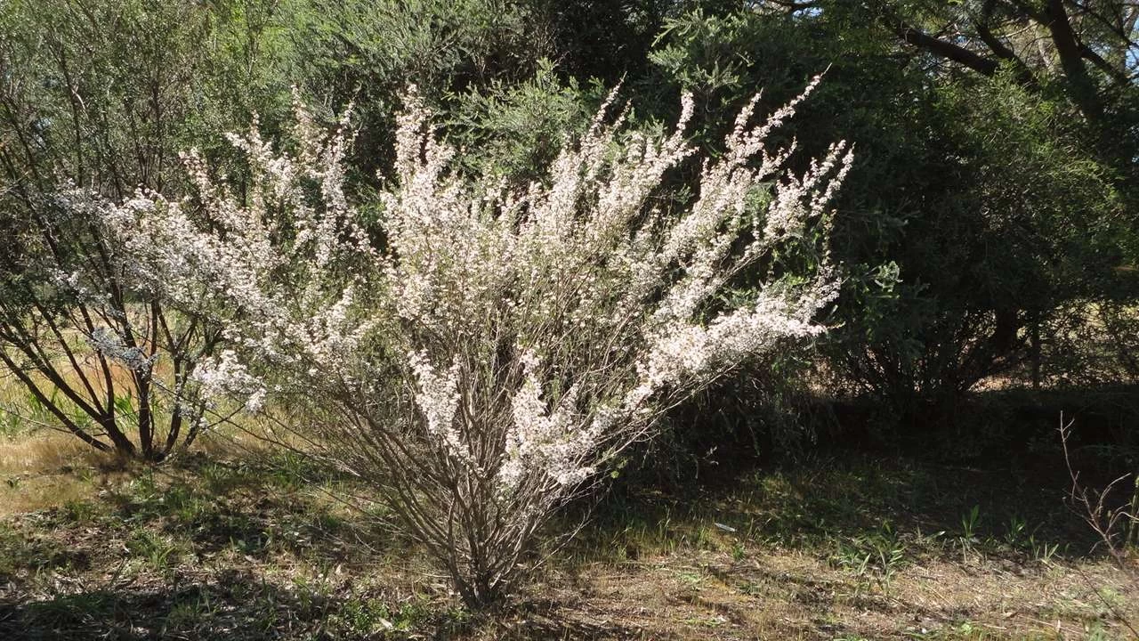 Leptospermum Continentale – Prickly Tea-tree Seeds 7 Leptospermum Continentale – Prickly Tea-tree Seeds - Image 5