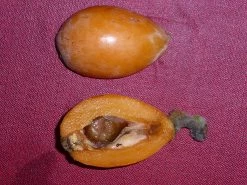 Other Eriobotrya Japonica – Loquat Seeds 9 Other Eriobotrya Japonica – Loquat Seeds -Garden Fresh Shop loquat Eriobotrya japonica 4