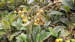 Other Eriobotrya Japonica – Loquat Seeds 8 Other Eriobotrya Japonica – Loquat Seeds -Garden Fresh Shop loquat Eriobotrya japonica scaled 1