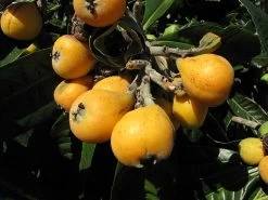 Other Eriobotrya Japonica – Loquat Seeds