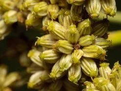 Lovage Seeds 7 Lovage Seeds -Garden Fresh Shop lovage3