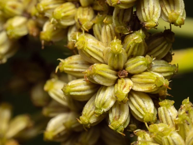 Lovage Seeds 5 Lovage Seeds - Image 3
