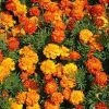 Marigold – Sparky Mixed Seeds -Garden Fresh Shop marigold sparky mix