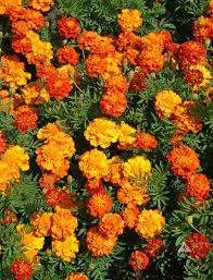 Marigold – Sparky Mixed Seeds