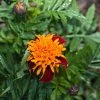 Marigold Tigers Eyes Seeds 2 Marigold Tigers Eyes Seeds -Garden Fresh Shop marigoldtigereyes