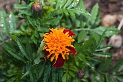 Marigold Tigers Eyes Seeds
