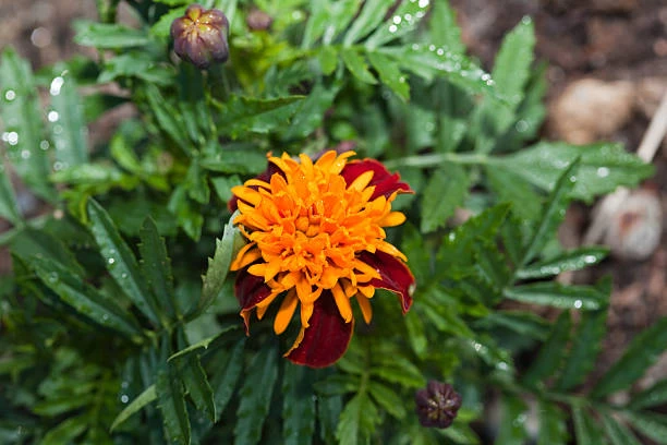 Marigold Tigers Eyes Seeds 3 Marigold Tigers Eyes Seeds