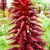 Other Melianthus Honey Bush Seeds -Garden Fresh Shop melianthus2