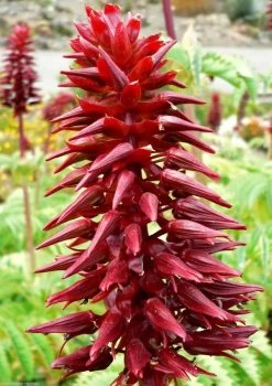 Other Melianthus Honey Bush Seeds