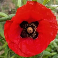 Mixed Poppy Seeds -Garden Fresh Shop mixedpoppy2