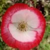 Mixed Poppy Seeds -Garden Fresh Shop mixedpoppy3