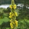 Mullein Verbascum Thapsus Seeds -Garden Fresh Shop mullien2
