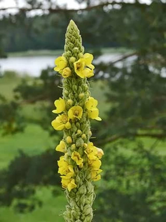 Mullein Verbascum Thapsus Seeds 3 Mullein Verbascum Thapsus Seeds