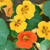 Nasturtium Mixed Seeds -Garden Fresh Shop nasturtium2