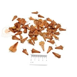 Araucaria Heterophylla – Norfolk Island Pine (pack Of 30) Seeds -Garden Fresh Shop norfolk island pine 60 seeds