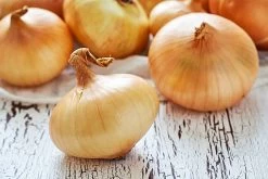 Onion Yellow Spanish Early Seeds