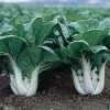 Pak Choi White Stem Seeds -Garden Fresh Shop pakchoi2