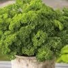 Parsley Curlina Seeds -Garden Fresh Shop parsley curlina