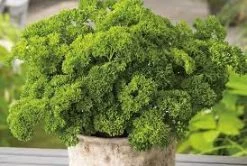 Parsley Curlina Seeds