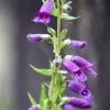 Penstemon Compact Flower Seeds -Garden Fresh Shop penstemon1