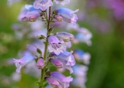 Penstemon Compact Flower Seeds -Garden Fresh Shop penstemon3