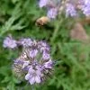 Phacelia Fiddleneck Flower Seeds -Garden Fresh Shop phacelia
