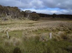 Poa Labillardierei – Common Tussock-Grass Seeds -Garden Fresh Shop poa lab
