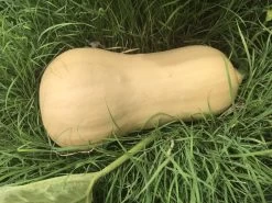 Butternut Pumpkin Seeds