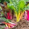 Rainbow Chard Seeds 1 Rainbow Chard Seeds -Garden Fresh Shop rainbowchard1