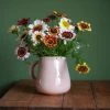 Painted Daisy (Rainbow Chrysanthemum) Seeds -Garden Fresh Shop rainbowchrys