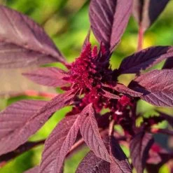 Amaranth Red Garnet Seeds
