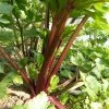 Celery Red Stemmed Seeds -Garden Fresh Shop redstemmedcelery