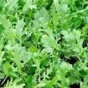 Rocket Salad Seeds 1 Rocket Salad Seeds -Garden Fresh Shop rocket2