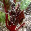 Ruby Red Chard Seeds -Garden Fresh Shop rubychard