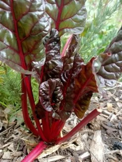 Ruby Red Chard Seeds